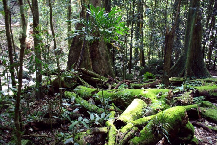 a large tree in a forest