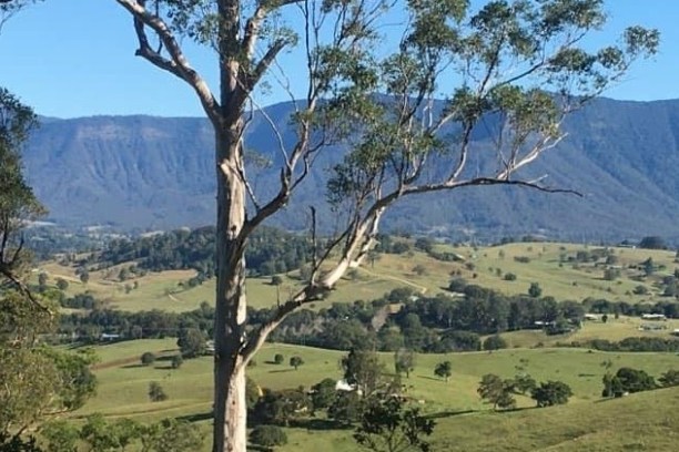 a tree with a mountain in the background