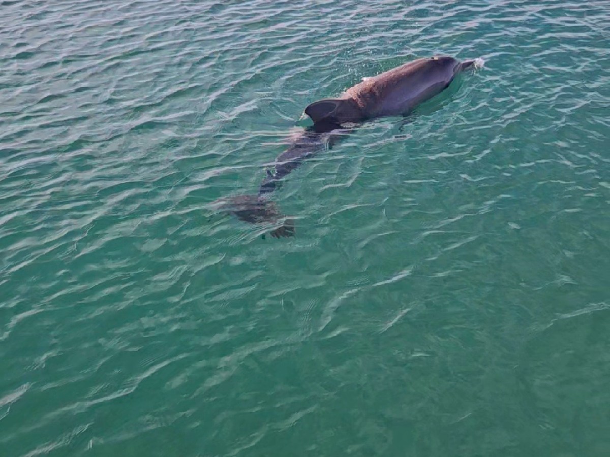 a person swimming in a body of water