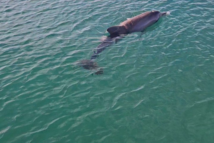 a person swimming in a body of water