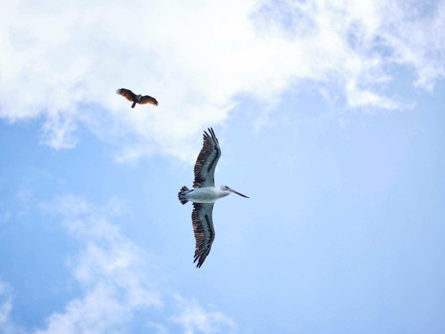 a bird flying in the air on a cloudy day