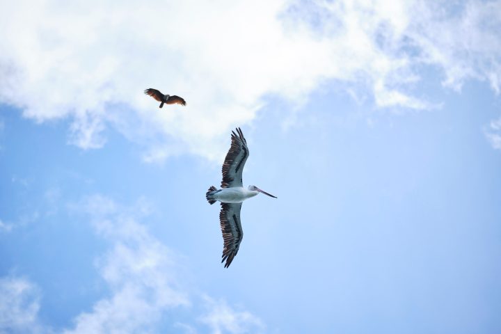 a bird flying in the air on a cloudy day