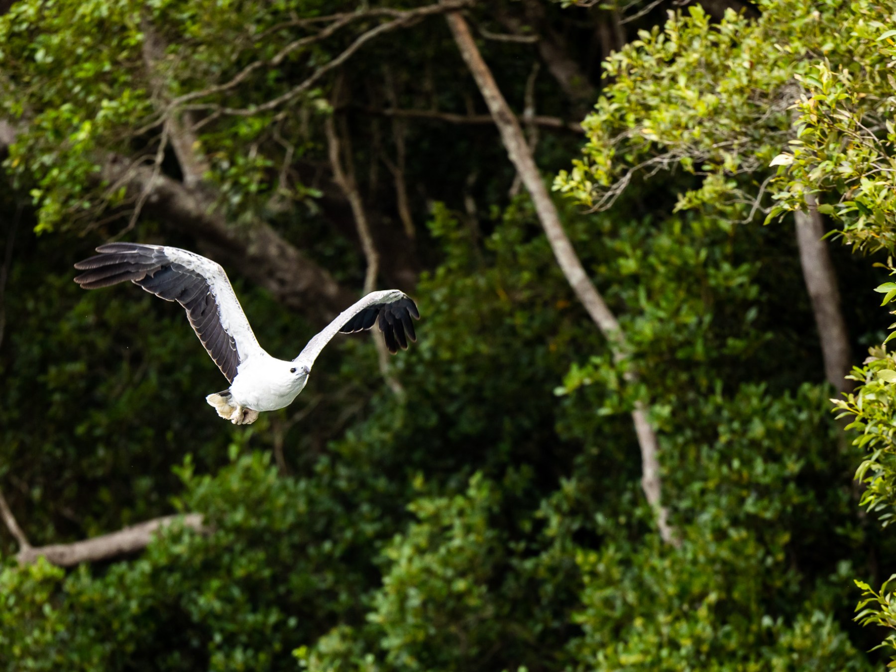 a bird flying over a forest