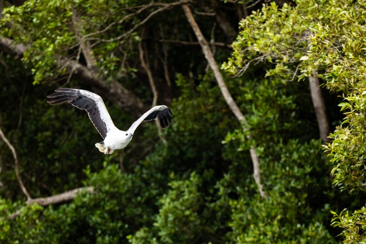 a bird flying over a forest