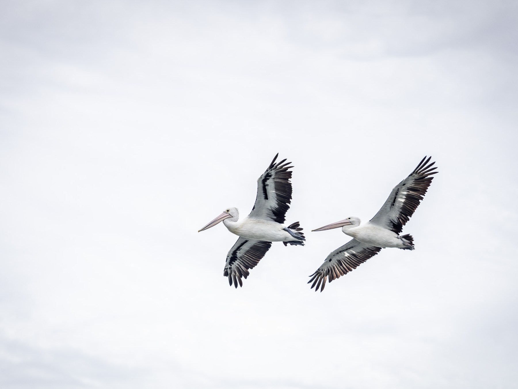 a bird flying in the air