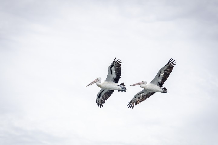 a bird flying in the air