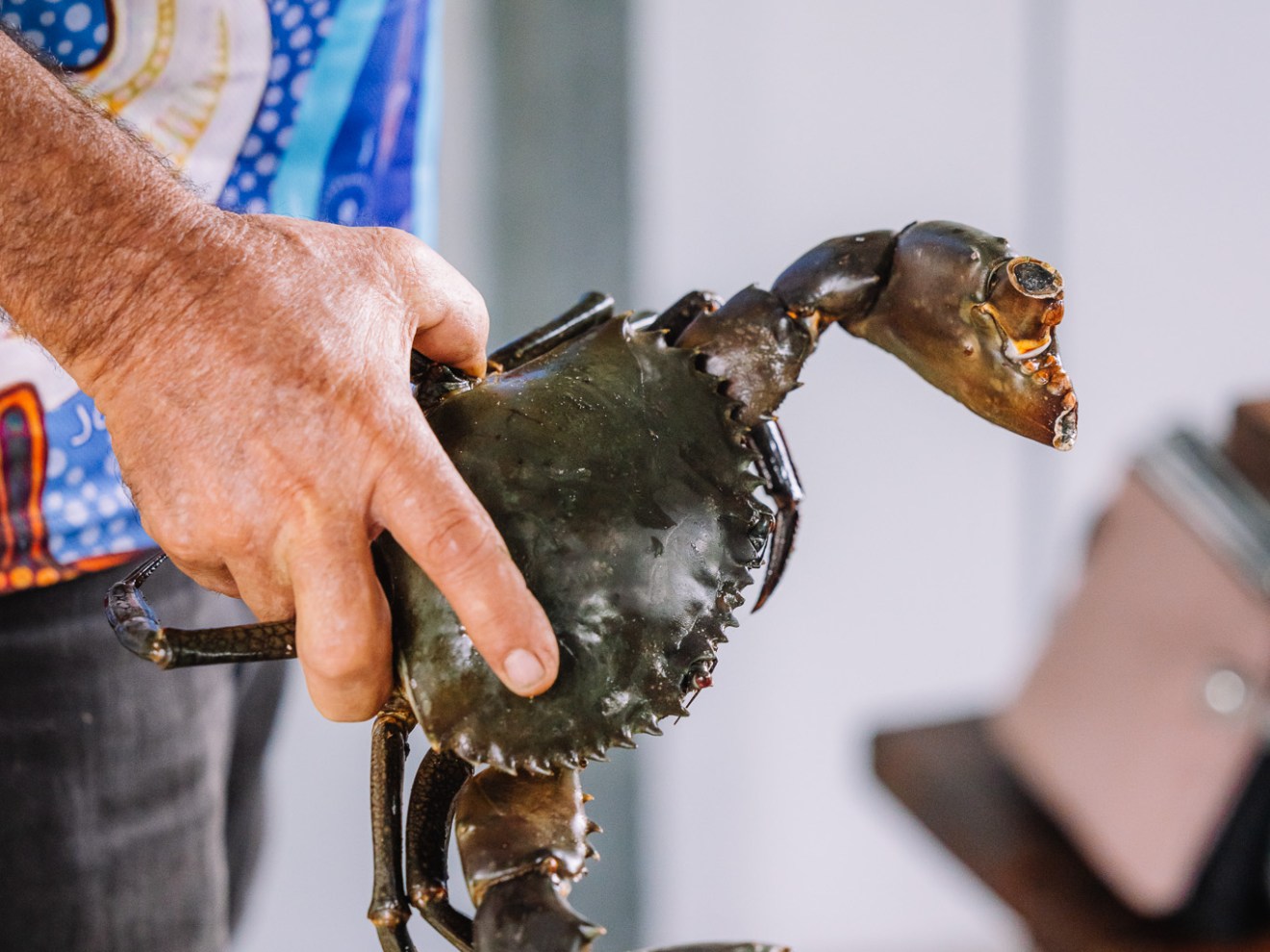 a hand holding an animal