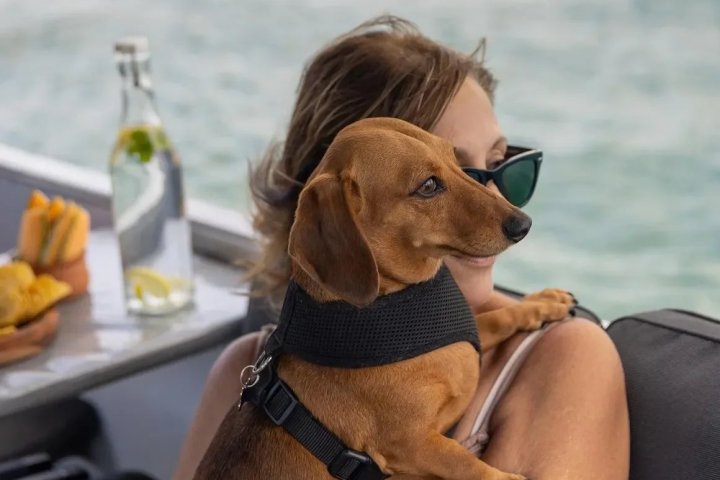 Person holding a brown dog on a boat with ocean in the background.